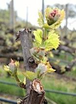 Year Pruning Method Yield/vine (lbs) Cluster weight (g) Berries/clu ster