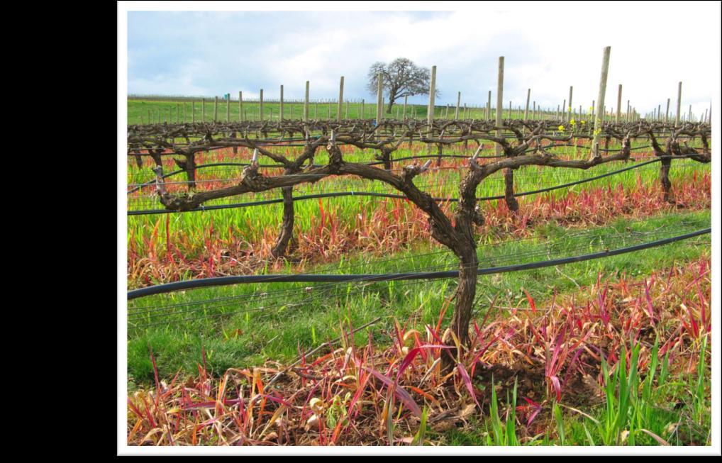 Cordon-trained, spur pruned system Photo courtesy of Patty Skinkis 62% state s acreage is Pinot Noir (USDA-NASS 2012) Oregon Pinot Noir receives the highest price per ton for grapes in the nation at