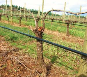 Dormant pruning is one way to