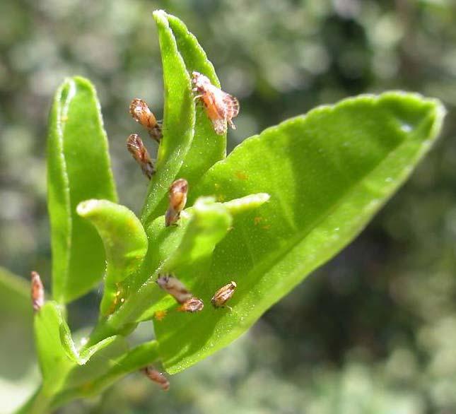 as hosts of the Asiatic citrus psyllid varies with the
