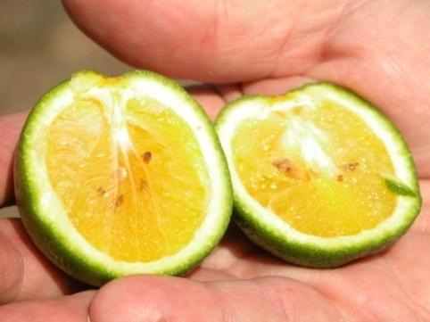 rough lemon and trifoliate orange and its hybrids tolerant and limes highly tolerant.