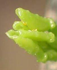 of mature leaves eggs on tips of