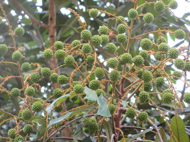 Description Isaus, related to longans, look like mini custard apples. Bumpy green exterior with translucent flesh encasing a deep red-black seed. Growth Habitat Tropical and subtropical areas.