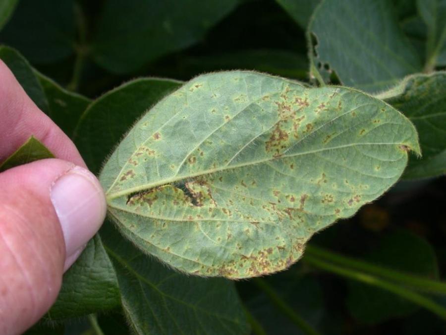 To help distinguish Bacterial Blight from Soybean Rust, use a