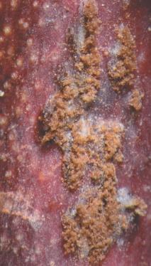 discolor on reddish upper surface of a 9-month-old peach Figure 4.