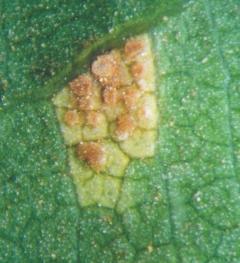 PEACH RUST CAUSED BY TRANZSCHELIA DISCOLOR IN CALIFORNIA 6 Fruit lesions Fruit lesions may develop during the growing season after leaf symptoms.