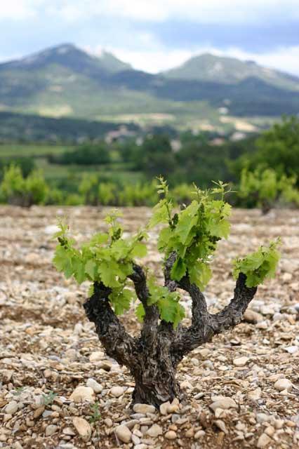 Château de Beaucastel/Perrin et Fils, Courthezon The Perrin family, one of the great winemaking families of France, are dedicated to quality, preserving top terroirs, and regularly offer the best