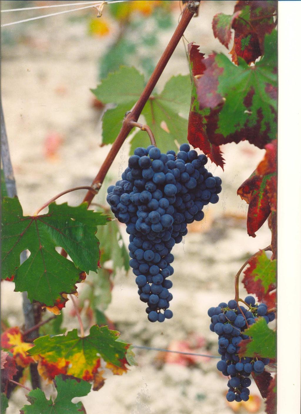 Dolcetto of Diano d Alba Dolcetto is probably the vine with the most authentic Piedmontese origin, it is quite delicate, requiring specific positions, altitudes and a considerable temperature