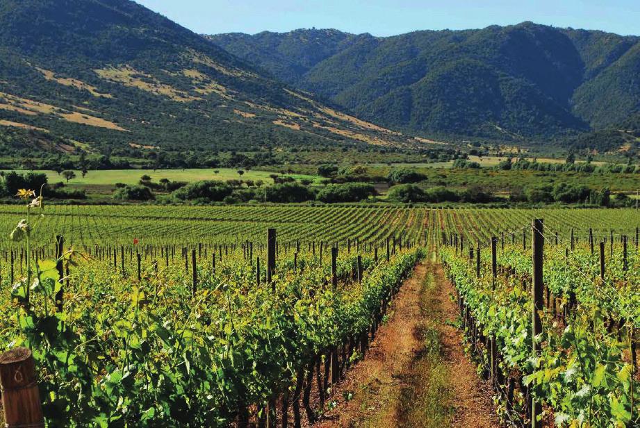 The Vineyards Typically, wineries both own their own vineyards and also buy in contracted grapes from growers. Chile s vineyards are dominated by 4 varieties which represent 60% of the production.