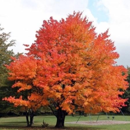 Height: 60 Spread: 50' Shape: Upward-reaching branches and rounded crown Summer Foliage: Green Fall Foliage: Yellow, orange and red variety of soils; very shade-tolerant.