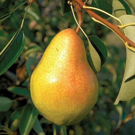 Zone: 5 Height: 18 Spread: 12 Shape: Upright oval Summer Foliage: Dark green Flowers: White Fruit: Golden yellow with a reddish brown blush Pear, Bartlett Pyrus communis Bartlett $60 The world s