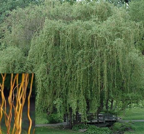 Height: 35 Spread: 25 Shape: Weeping Summer Foliage: Yellow green Fall Foliage: Yellow Willow, Curly Golden Weeping Salix alba tortuosa Golden Curls 8 bareroot tree Bright yellow branches year round,