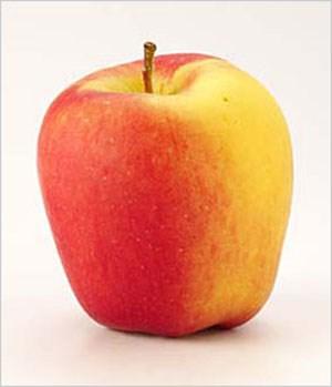 Height: 10-15 Spread: 10-15 Shape: Rounded Summer Foliage: Green Fall Foliage: Yellow Flower: White Apple, Ambrosia Malus Ambrosia 6 bareroot tree $65 A very popular modern variety originally from