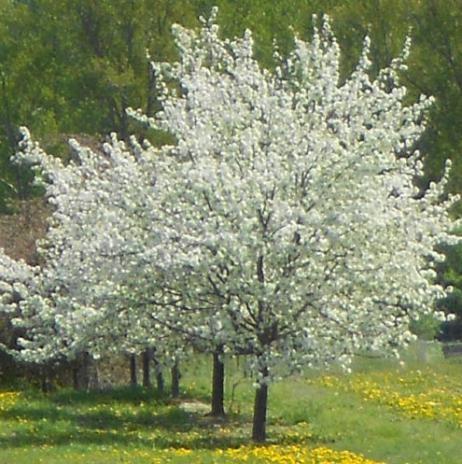 Zone: 2 Height: 35 Spread: 30 Shape: Upright open Summer Foliage: Glossy dark green Fall Foliage: Bright yellow Flower: White Fruit: Bright red Crabapple, Dolgo Malus Dolgo $70 Glossy green foliage,