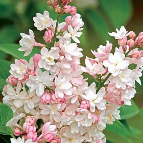 Zone: 2b Height: 8 Spread: 7 Shape: Upright Summer Foliage: Bluish green Fall Foliage: Yellow Flower: Double, pale pink, changing to white Lilac, Pride of Moscow Syringa vulgaris Pride of Moscow 5