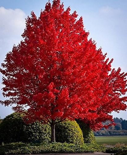 A hybrid that combines the drought tolerance of Silver Maple and beautiful fall colour of the Red Maple, both native. Fast grower, attractive growth habit, excellent long-lasting fall colour.