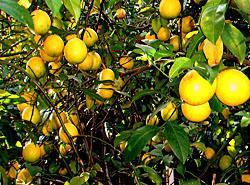 Sour Citrus: Lemons, Limes, Calamondins, Limequats and the Thai Lime Leaf Category: Hardiness: Fruit Family: Light: Size: Soil: Planting: Semi-evergreen Varies by variety; see descriptions below