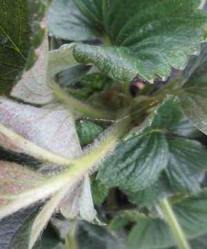 WG, Brigade Two-spotted spider mites