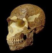 While Neanderthals were evolving in Europe, hominins in Africa were becoming more like us 300-200 kya, fragmentary fossil evidence in Africa Hominins seem to have robust features like H.