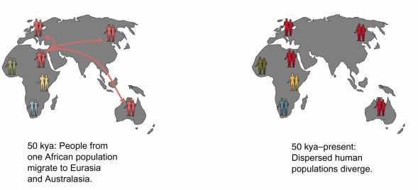 Molecular data tell us that non-africans are all