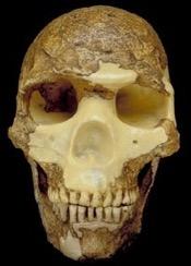 Set of derived traits characterize modern humans