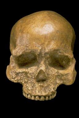 By 30 kya Homo sapiens are the sole surviving members of the hominid lineage Neanderthals have disappeared from Europe H. erectus and H.