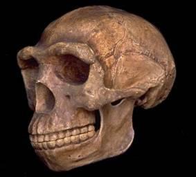 How, when, and where did we become human? Meet our closest ancestor, Homo erectus.