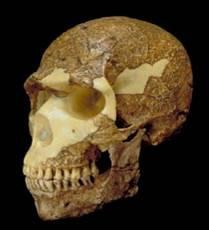 10k years ago Today Homo sapiens (that s us!) evolved from Homo erectus By 200,000 years ago, people whose skeletons were like those of Homo sapiens were already living in Africa.