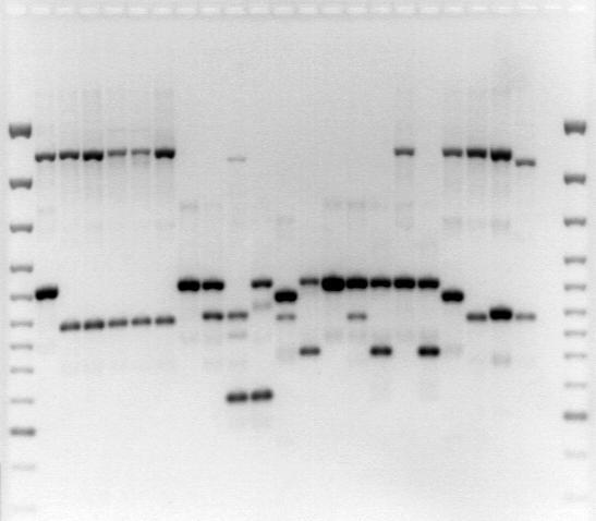 Fertility S-alleles studies Results PCR with 2 nd intron Primer bp 3000 1 2 3 4 5 6 7 8 9 10 11 12 13 14 15 16 17 18 19 20 21 K S 7 S 7 S 7 S 7 S 7 S 7 S 7 S 7 S 7 S 7 S 2 bp 3000 2000 1500 1200 1031
