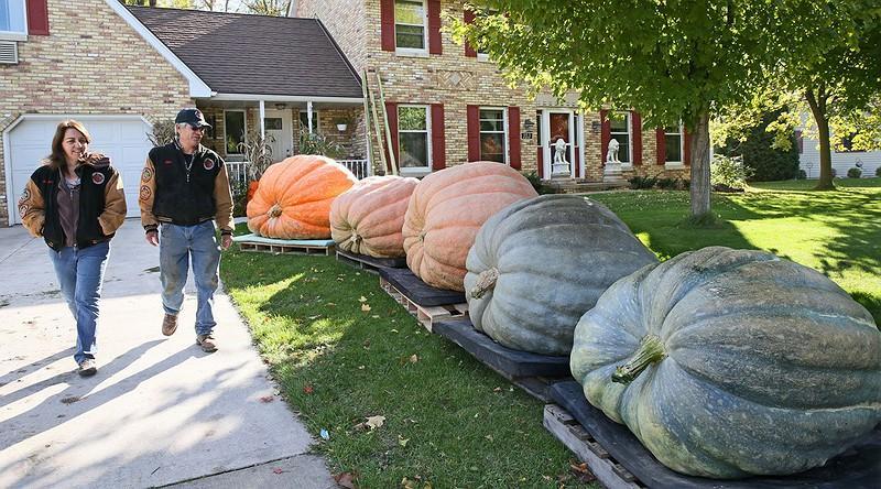 Pumpkins from another planet? No, Wisconsin By Milwaukee Journal Sentinel, adapted by Newsela sta Oct.
