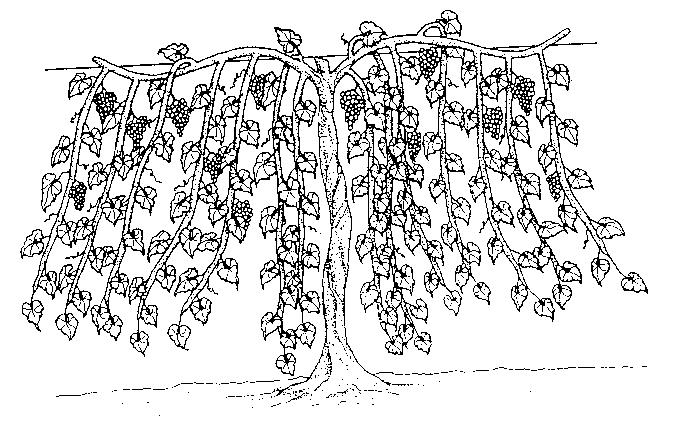 PRUNING There are many ways to prune and train grapes. For a detailed description of each method, refer to WSU Extension Bulletin EB 0637 Training and Trellising Grapes for Production in Washington.