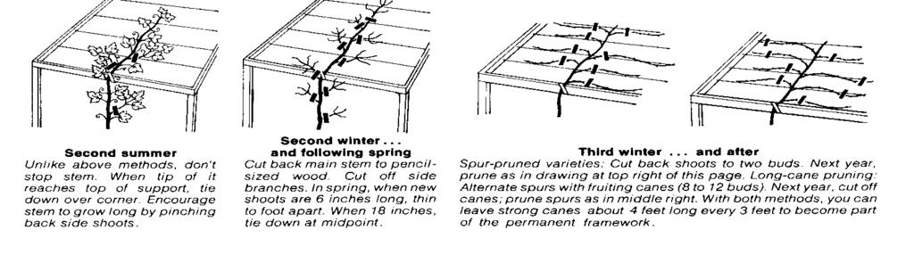 The trunks and canes are removed from the trellis each fall and covered with soil for winter protection. The trunks are tied up to the wire for support.