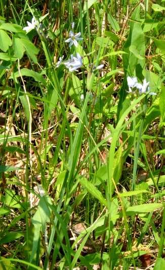 Common [White] Blue-Eyed Grass