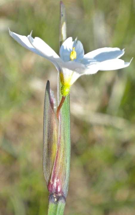 Prairie Blue-Eyed Grass Sisyrinchium
