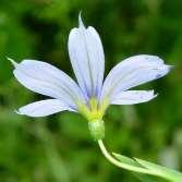 Blue-Eyed Grass Sisyrinchium