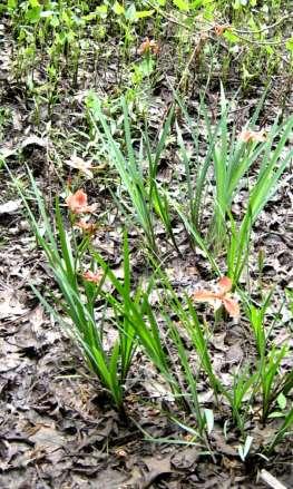 Copper [Red] Iris Iris fulva