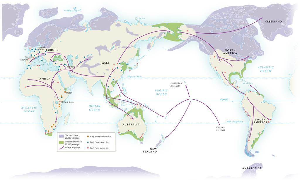 Global Migrations of Homo erectus and Homo sapiens