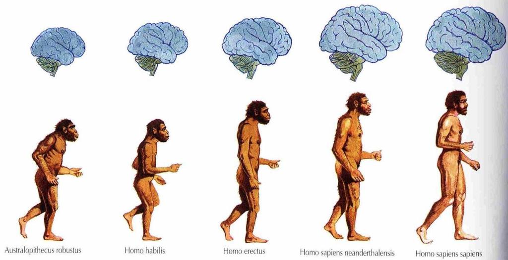 Hominids Humans and other