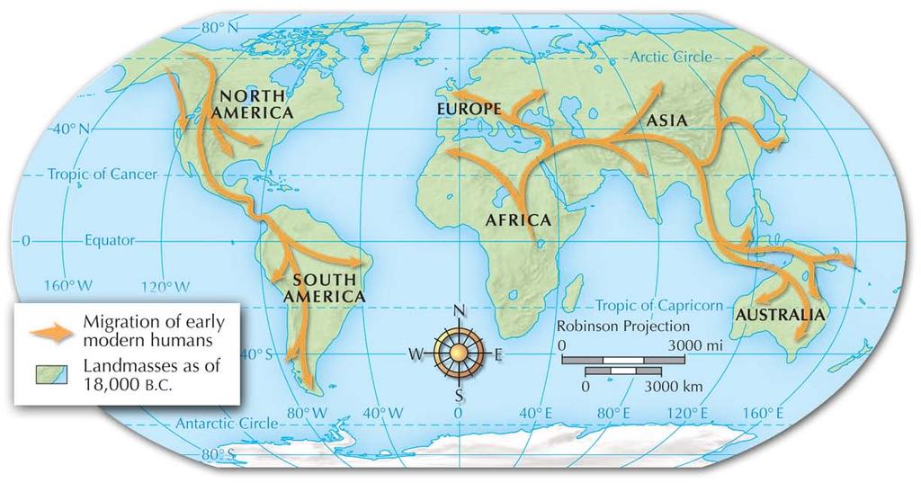 Section 1 Early modern humans migrated to
