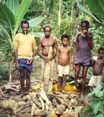 staple crop in Africa Subsistence production systems Considered to be an
