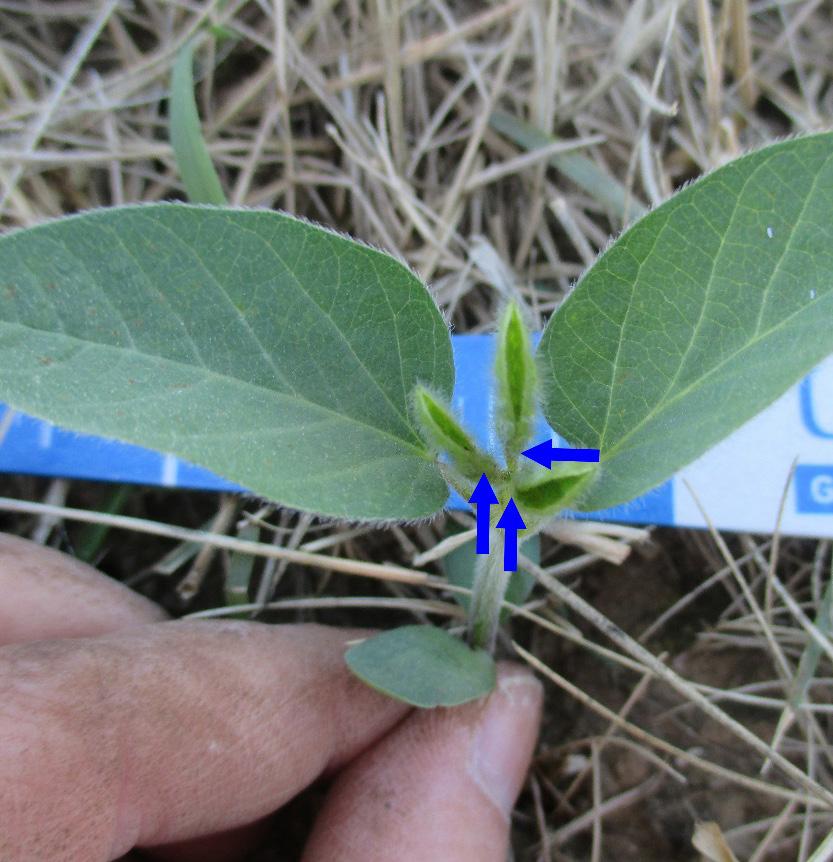 part of the bean are visible. Figure 2. Soybean plant at cotyledon (VC) growth stage.