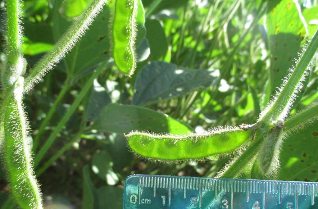 at R5 growth stage. Figure 11. Soybean pod with green seed filling the pod cavity.