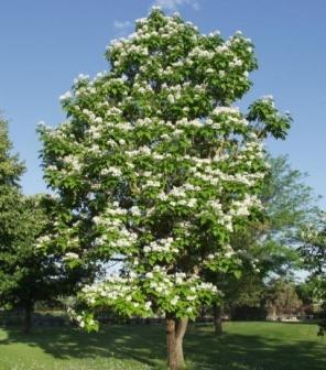 shade - M 18-20 Best grown as a multi -stem tree.