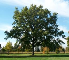 Quercus macrocarpa Bur Oak 50 80 Adaptable too many soil types,