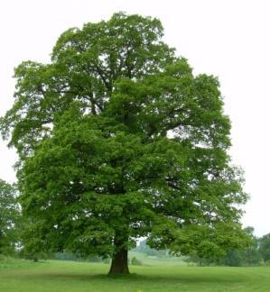 Quercus robur English Oak - M 75-100 Slow growing, deep green leaves