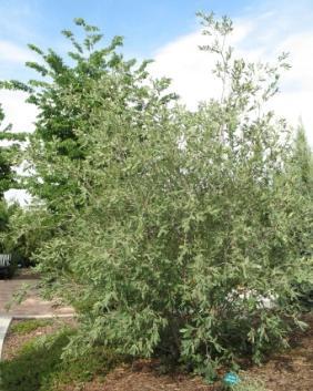 Quercus undulate Wavy eaf Oak 10-20 Slow grower, small tree,