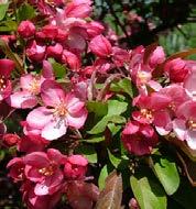 wide mature; dwarf round form; flowers pink and