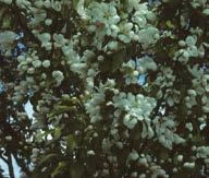 high and 22 feet wide; upright, oval form; white flowers;