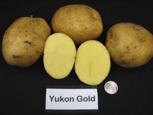 The tubers have very low incidence of internal defects and good baking quality.