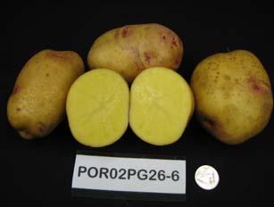 Vine maturity is similar to Snowden Yukon Gold: An attractive, yellow-fleshed, potato cultivar. Primary use is for the fresh market.